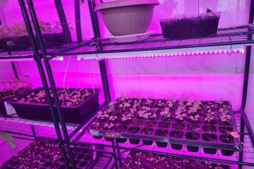 Ухаживаем за рассадой, занятие в рамках "Семейные мастерские"