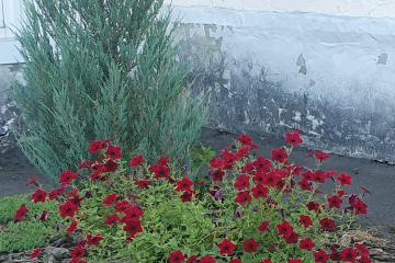 Красота цветов